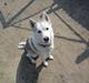 Siberian husky A´tebs Haltai of Winner