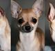 Chihuahua '~'Bailey'~' (Basse mand)