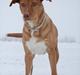 Blanding af racer Bella