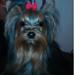 Yorkshire terrier Prs Medina Star Herstedsy