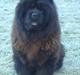 Chow chow Mandie