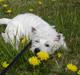 West highland white terrier Bellis