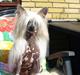 Chinese crested hårløs Dee-Dee