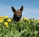 Schæferhund Kochens Jilla