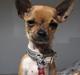 Chihuahua *~ Shika ~* R.I.P