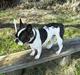 Fransk bulldog Fie