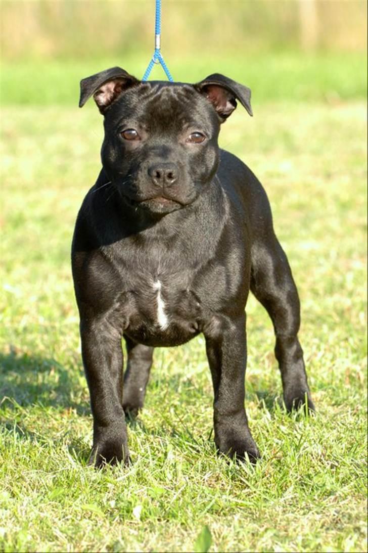 Staffordshire bull terrier **Angelic Staff ENZO** - 17 uger billede 18