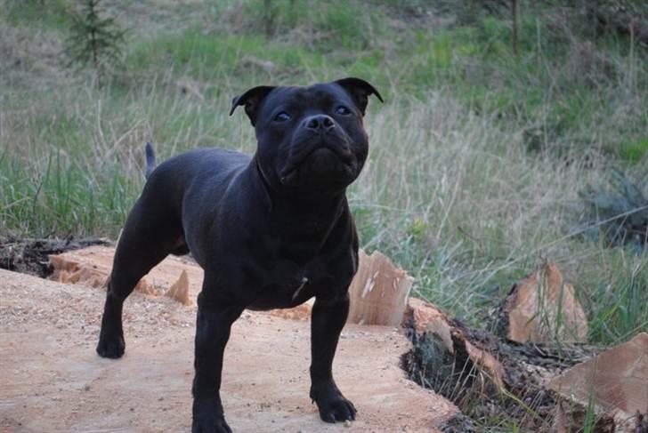 Staffordshire bull terrier **Angelic Staff ENZO** - 10 måneder billede 19
