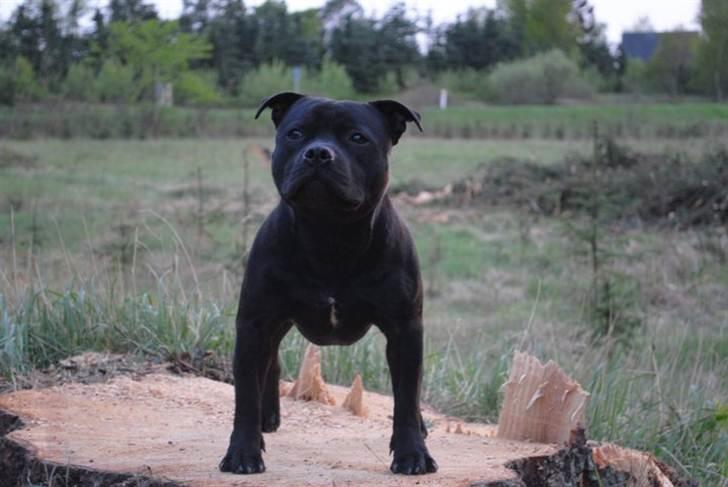 Staffordshire bull terrier **Angelic Staff ENZO** - 10 måneder billede 20