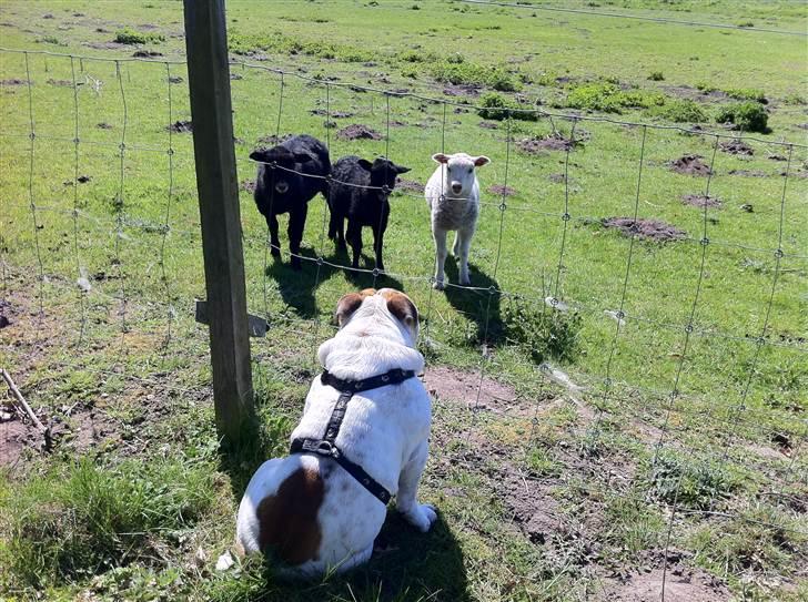 Engelsk bulldog Magnus billede 14