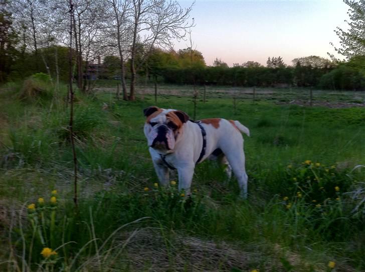 Engelsk bulldog Magnus billede 16