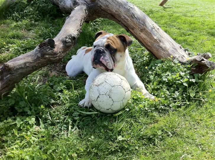 Engelsk bulldog Magnus billede 17