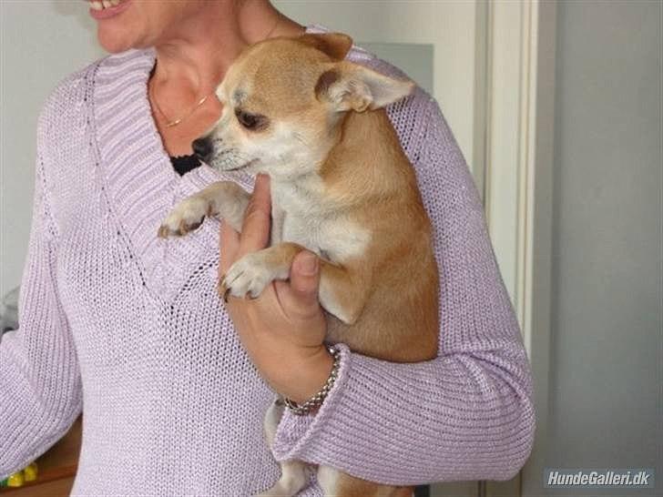 Chihuahua Tilde's Gurli ~Chica~ - Mor: Birkedal's Tilde billede 20