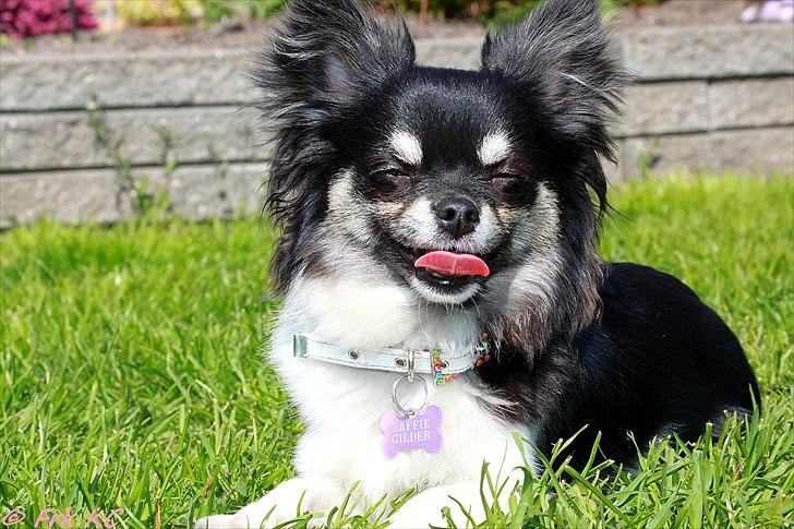 Chihuahua DKCH Milltoff's Gossip Girl ~Zaffie~ - Zaffie april 2011 billede 13