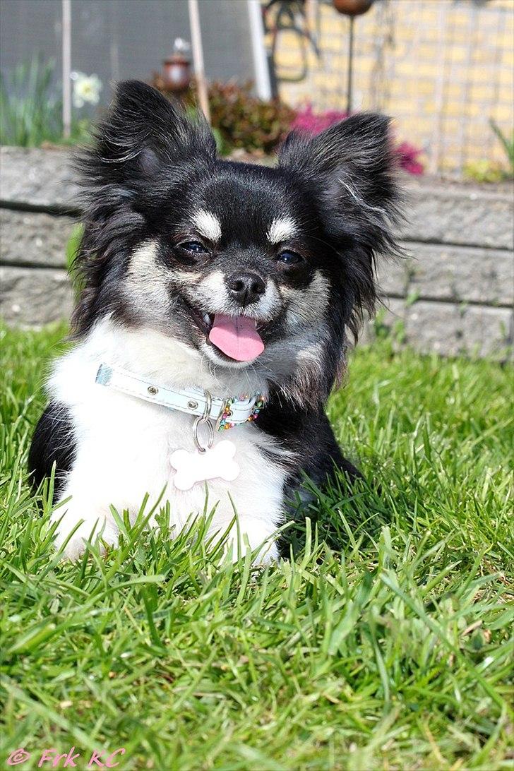 Chihuahua DKCH Milltoff's Gossip Girl ~Zaffie~ - Zaffie april 2011 billede 12