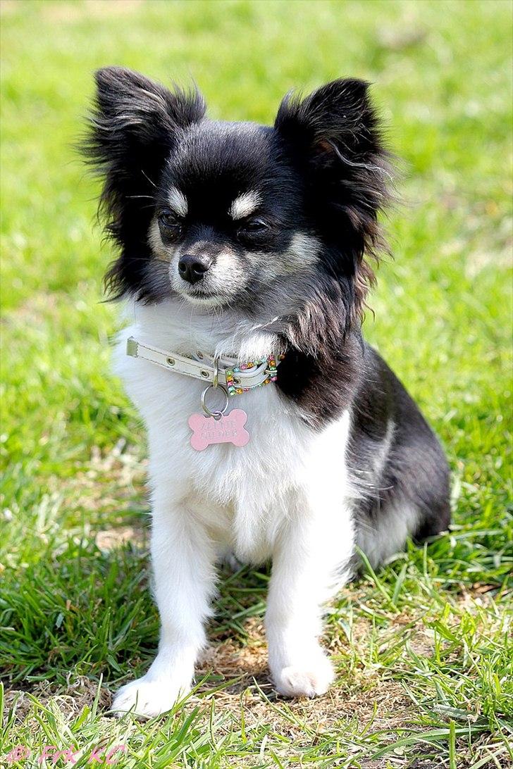 Chihuahua DKCH Milltoff's Gossip Girl ~Zaffie~ - Zaffie april 2011 billede 11