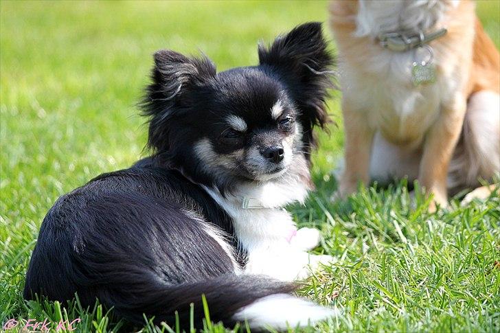 Chihuahua DKCH Milltoff's Gossip Girl ~Zaffie~ - Zaffie april 2011 billede 10