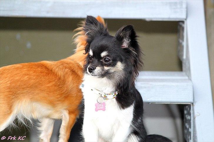 Chihuahua DKCH Milltoff's Gossip Girl ~Zaffie~ - Zaffie april 2011 billede 14