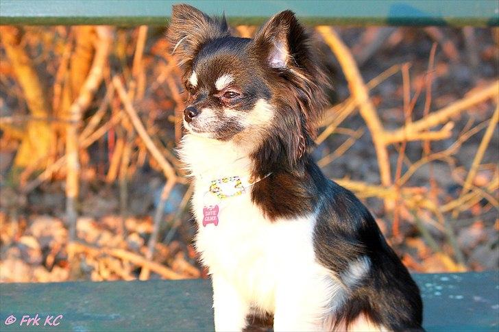 Chihuahua DKCH Milltoff's Gossip Girl ~Zaffie~ - Zaffie marts 2011 billede 15