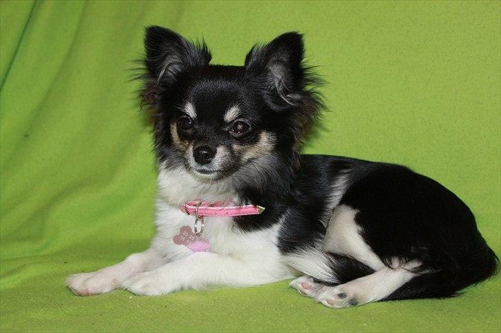 Chihuahua DKCH Milltoff's Gossip Girl ~Zaffie~ - Zaffie januar 2011 billede 16