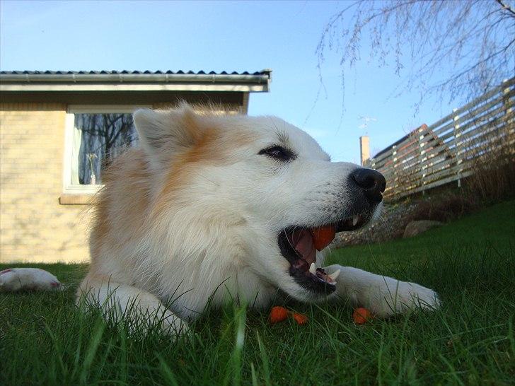 Islandsk fårehund Snorri billede 1