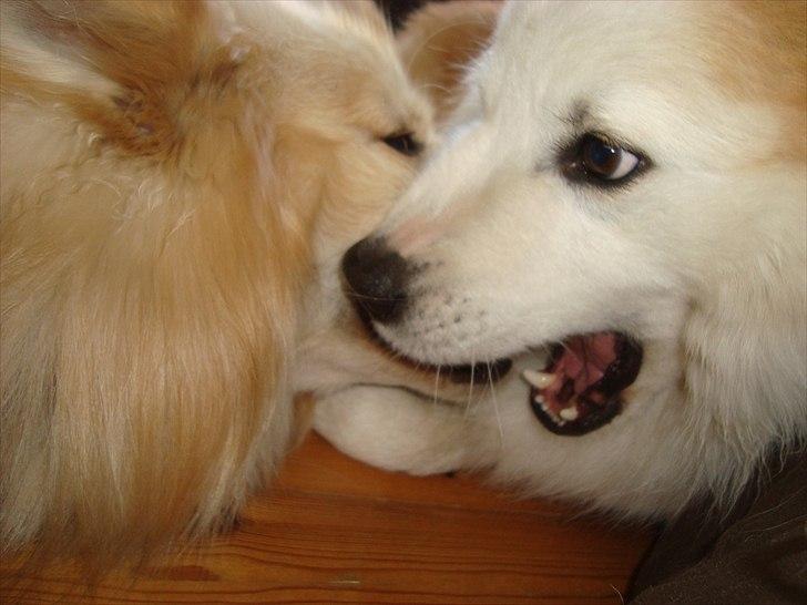 Islandsk fårehund Snorri billede 2