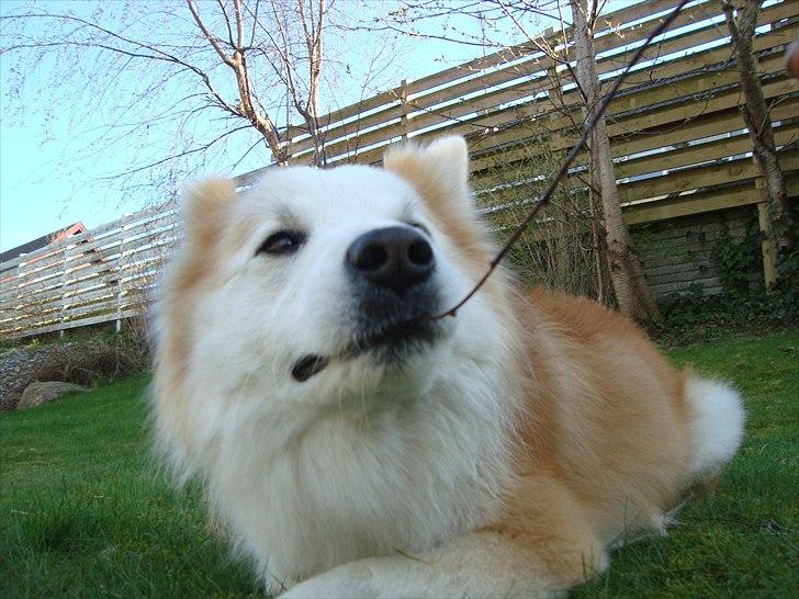 Islandsk fårehund Snorri billede 3