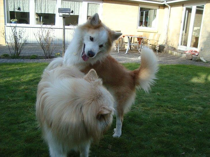 Islandsk fårehund Snorri billede 4