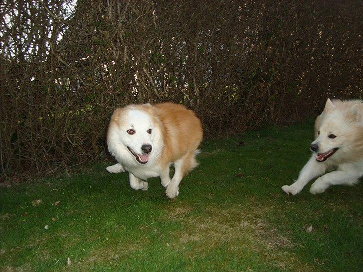 Islandsk fårehund Snorri billede 5