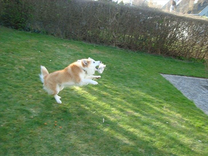 Islandsk fårehund Snorri billede 6