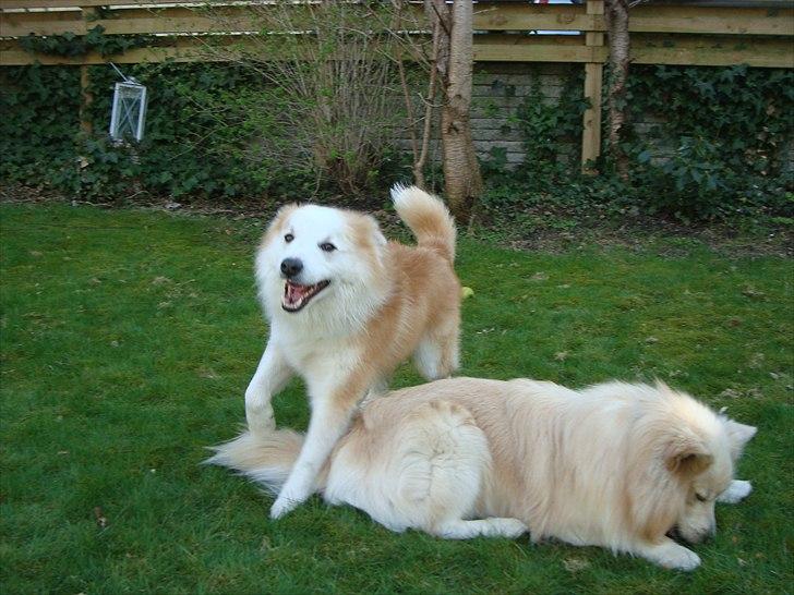 Islandsk fårehund Snorri billede 7