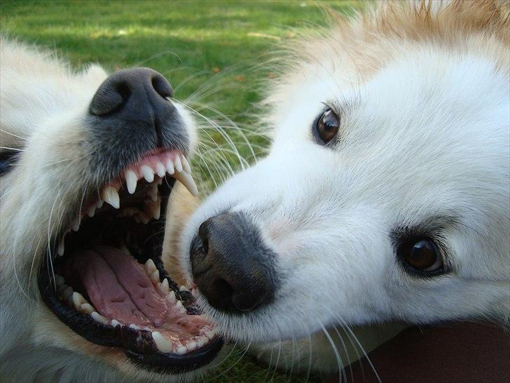 Islandsk fårehund Snorri billede 8