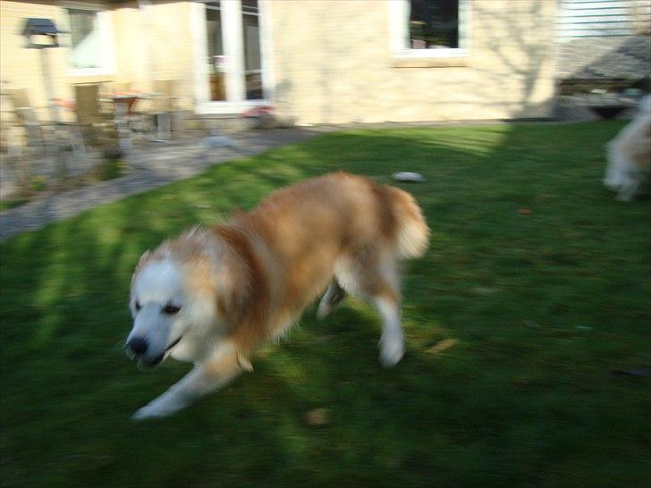 Islandsk fårehund Snorri billede 9