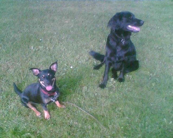 Blanding af racer Piple billede 1