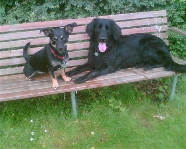 Blanding af racer Piple billede 2