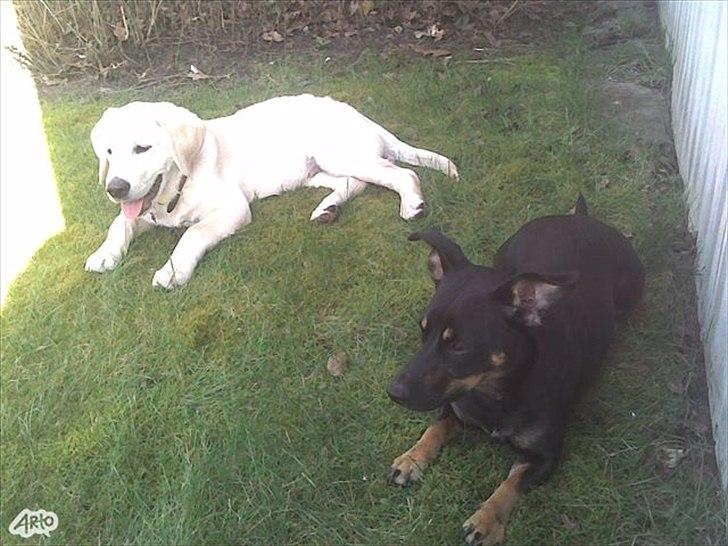 Blanding af racer Piple billede 3