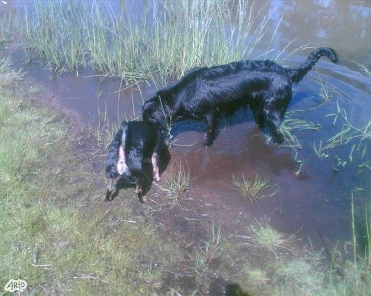 Blanding af racer Piple billede 4