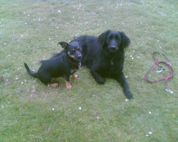 Blanding af racer Piple billede 5