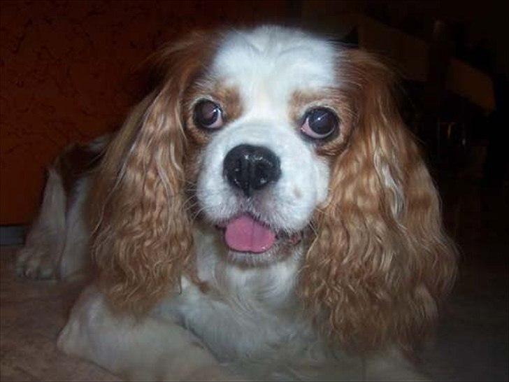 Cavalier king charles spaniel Ronja billede 17