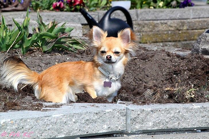 Chihuahua Frk Kvistes Abigail ~Abby~ - Abby april 2011 billede 10