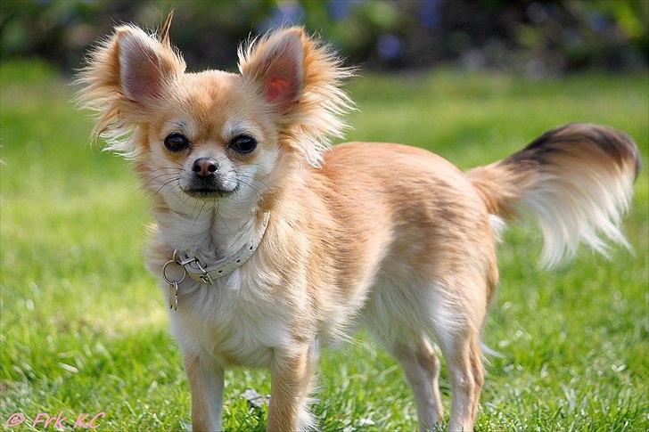 Chihuahua Frk Kvistes Abigail ~Abby~ - Abby april 2011 billede 9