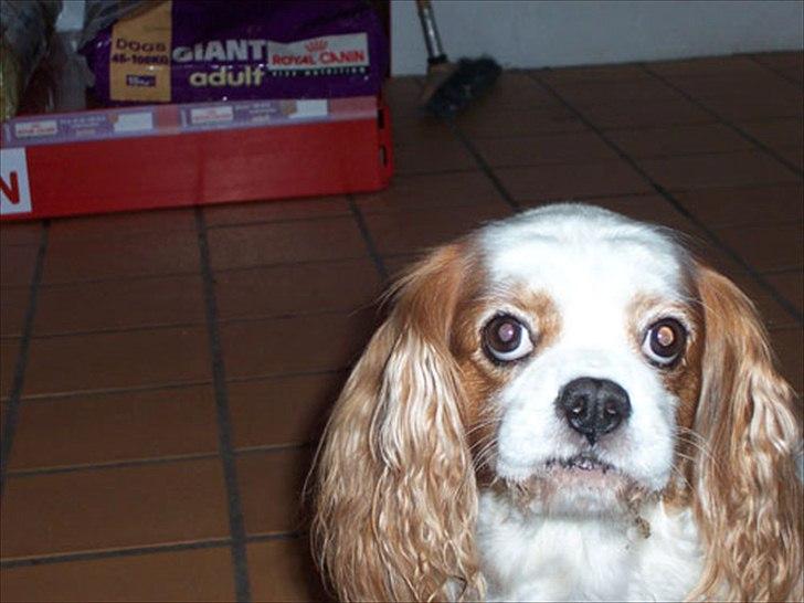 Cavalier king charles spaniel Ronja billede 7