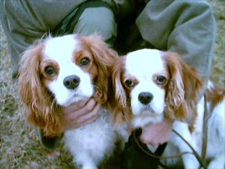 Cavalier king charles spaniel Ronja - Ronja sammen med sin søn Freddy :) billede 10