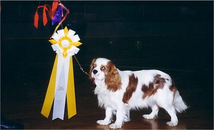 Cavalier king charles spaniel Ronja - Ronja havde gået på mange udstillinger før jeg lærte hende at kende :) billede 3