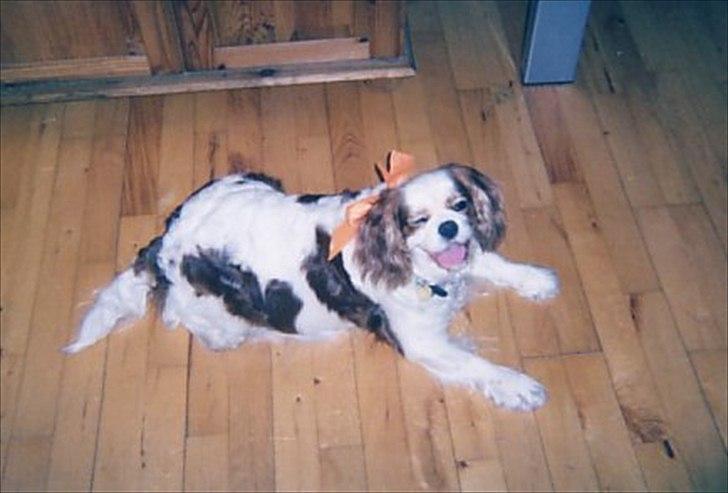 Cavalier king charles spaniel Ronja - Hun skulle være fin til min fars fødselsdag billede 6