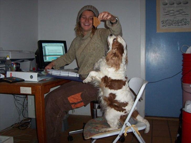 Cavalier king charles spaniel Ronja - Ronja ville gøre alt for en godbid billede 9