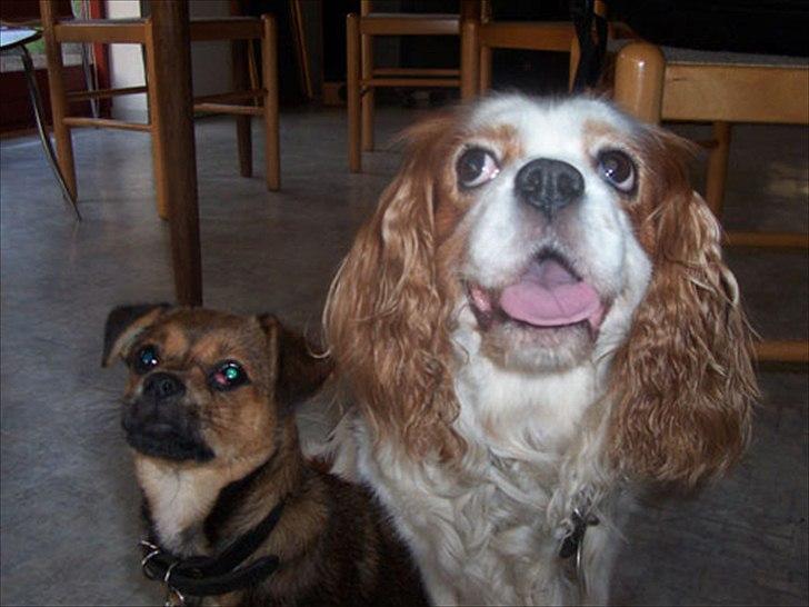 Cavalier king charles spaniel Ronja - Ronja og Lilly sammen. Lilly er kun 16 uger her.  billede 12