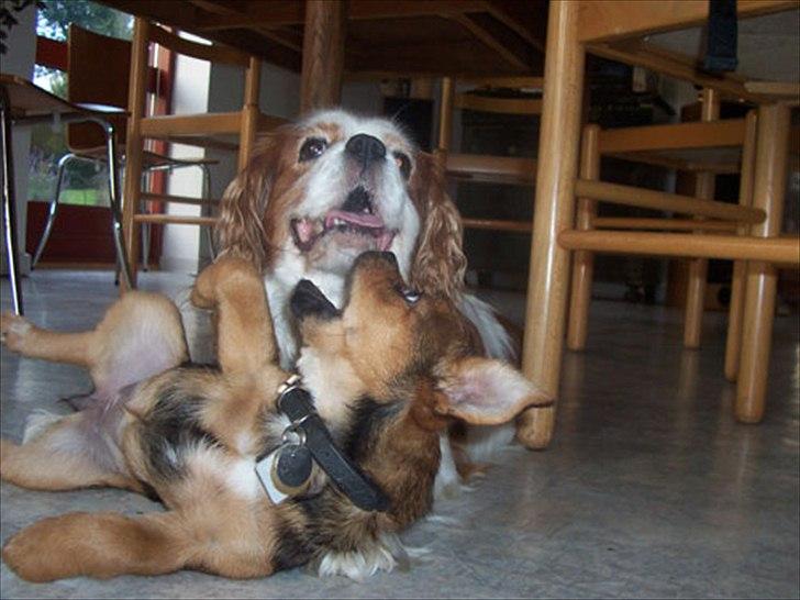 Cavalier king charles spaniel Ronja - Lilly elskede at lege med Ronja. Ronja accepterede bare. billede 13