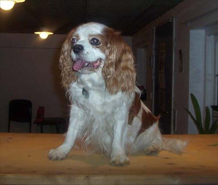 Cavalier king charles spaniel Ronja billede 14