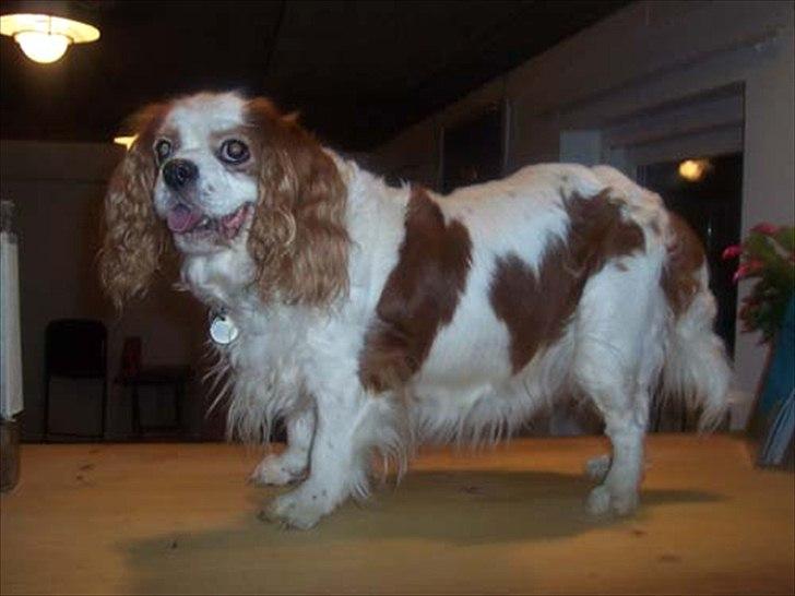 Cavalier king charles spaniel Ronja - Lidt fed på sine gamle dage.  billede 15